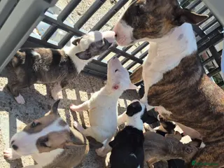 English Bull Terrier dogs English Bull pups ready to leave - Advert 11