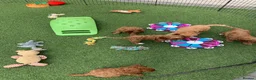 Cockapoo dogs for sale: Waiting List Open ** Due 30th May - Advert 22