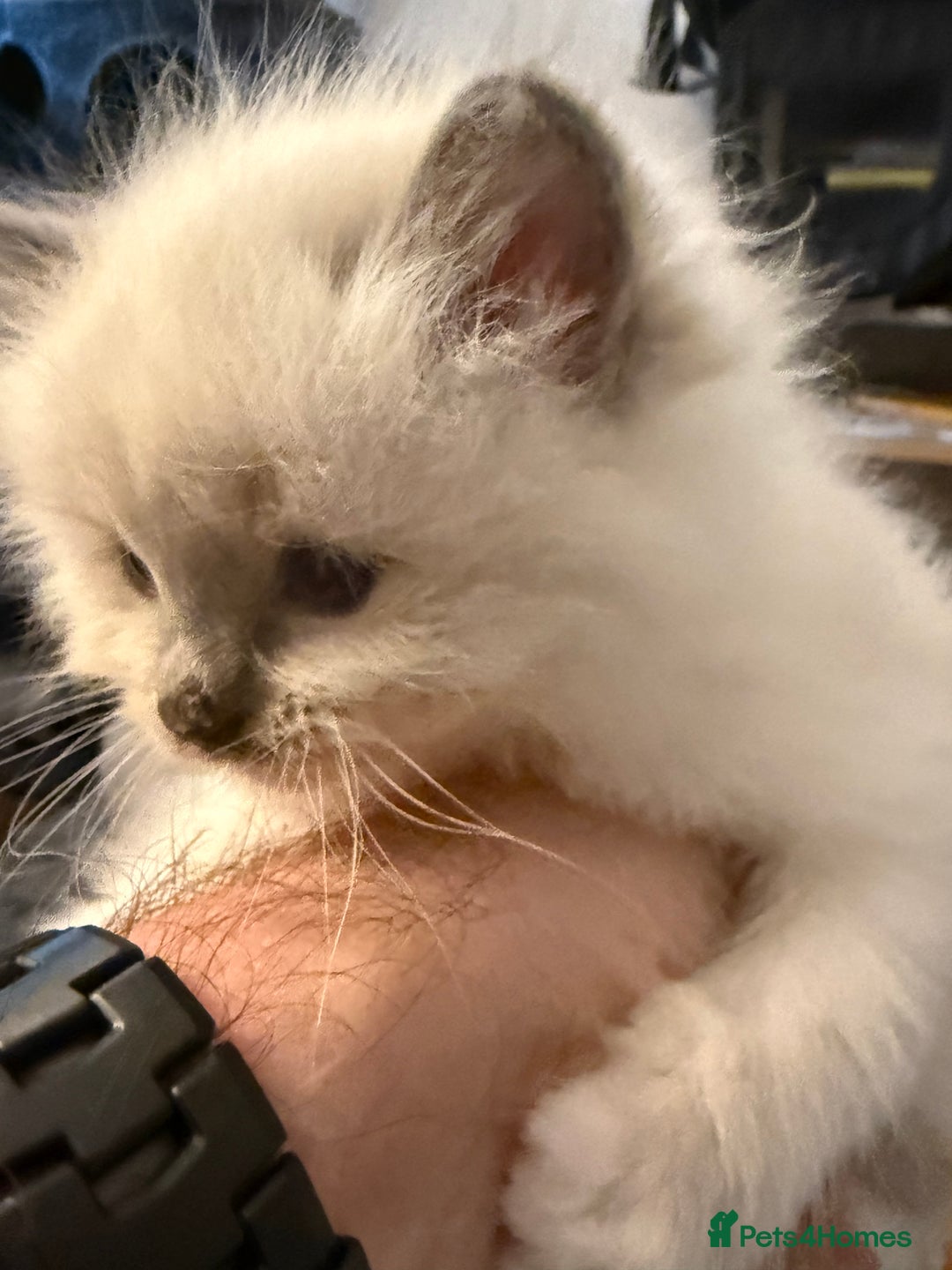 Ragdoll cats for sale: GCCF registered Pedigree Ragdoll kittens - Advert 10