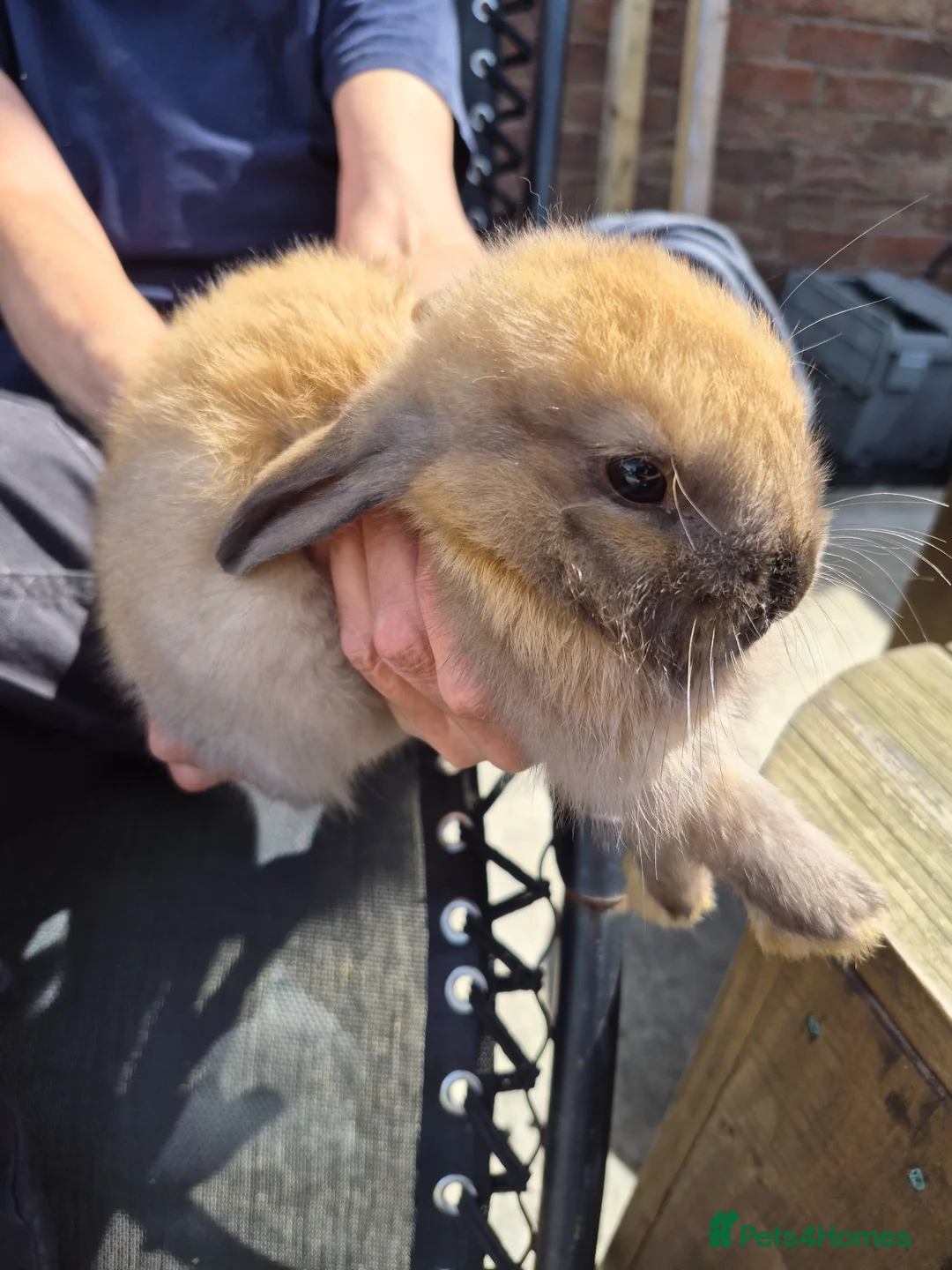 Mixed Breed rabbits for sale: Baby rabbit - Advert 1