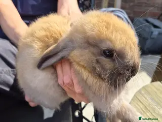 Mixed Breed rabbits Baby rabbit - Advert 13