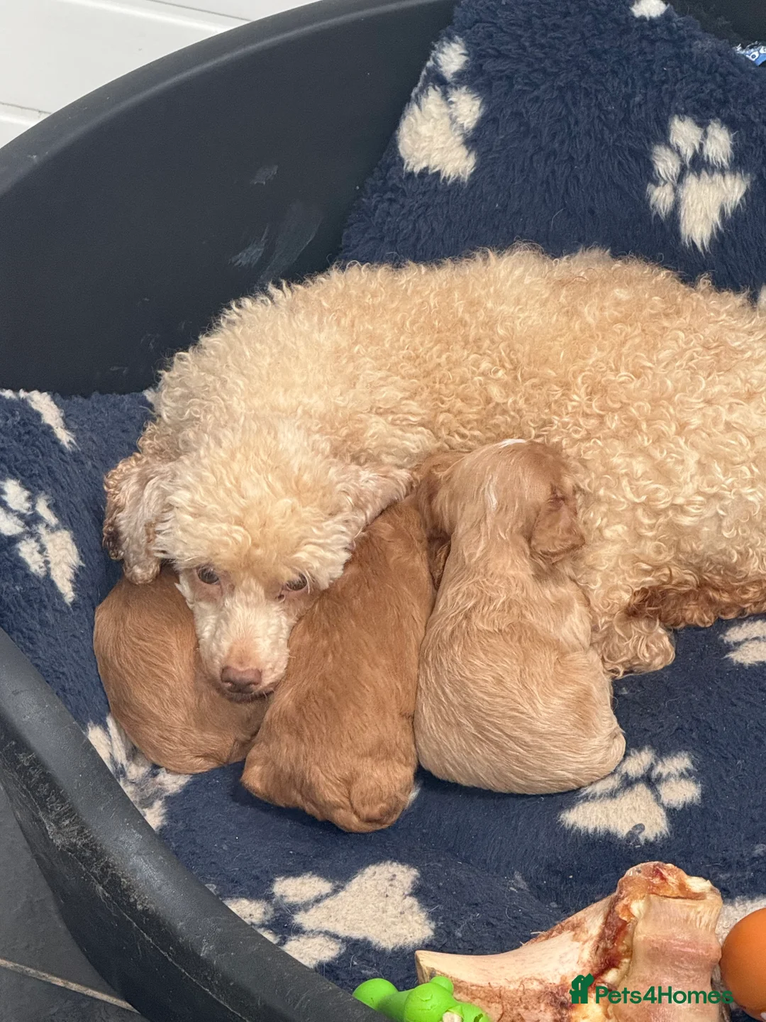 Cavapoo dogs for sale: Beautiful F1 Cavapoos  - Advert 2