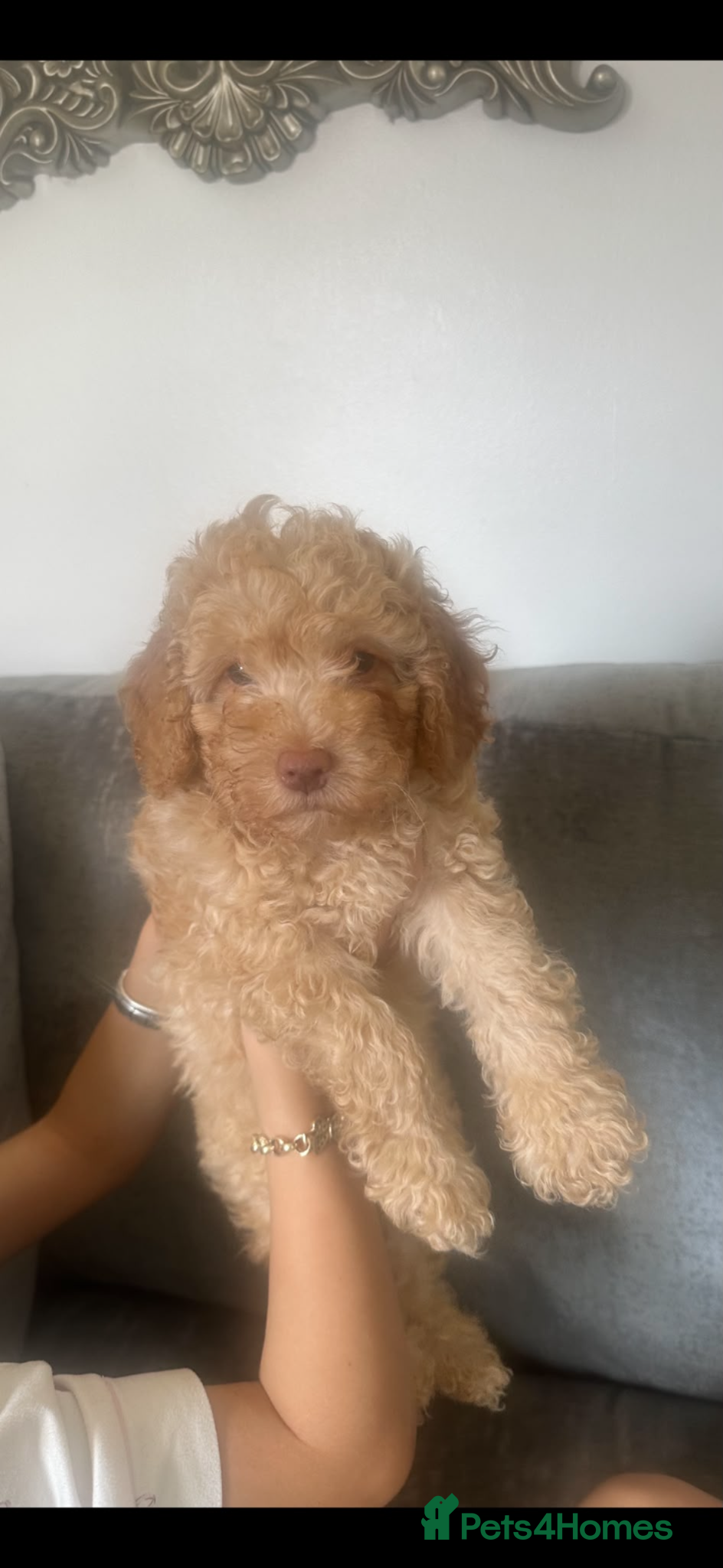 Cockapoo dogs Ready now 1 golden f1b cockapoo left - Advert 1