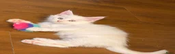 Maine Coon cats for sale: ✨🐾 MEET YOUR FUTURE MAINE COON COMPANION 🐾✨ - Advert 20