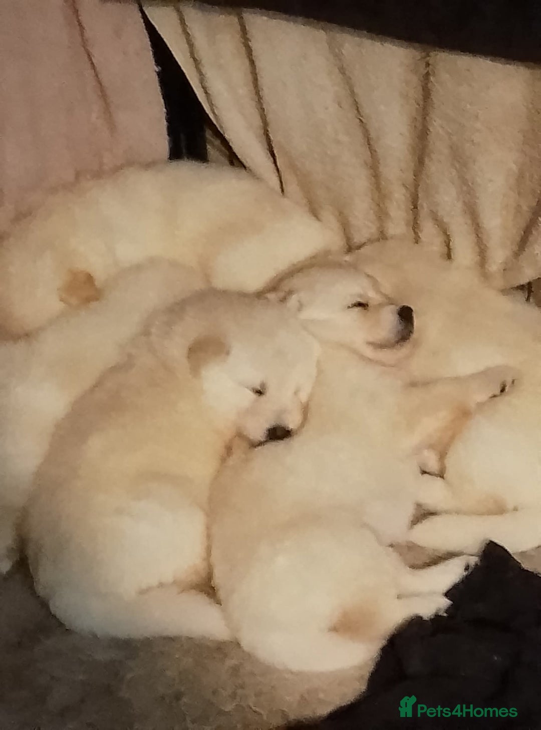 Mixed Breed dogs for sale: Northern Inuit x German shepherd puppies for sale  - Advert 16
