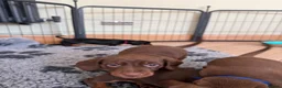 Miniature Dachshund dogs for sale: Beautiful KC registered miniature dachshunds - Advert 26