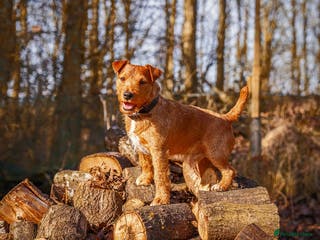 Lakeland Terrier dogs Lakeland terrier stud dog in Newark - Advert 9