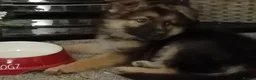 German Shepherd dogs for sale: Freya - Advert 10