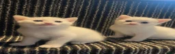 Mixed Breed cats for sale: 4 kittens for sale  in Radstock - Advert 5