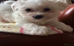 Maltese dogs for sale: Extra mini adorable pups in Bury - Image 14