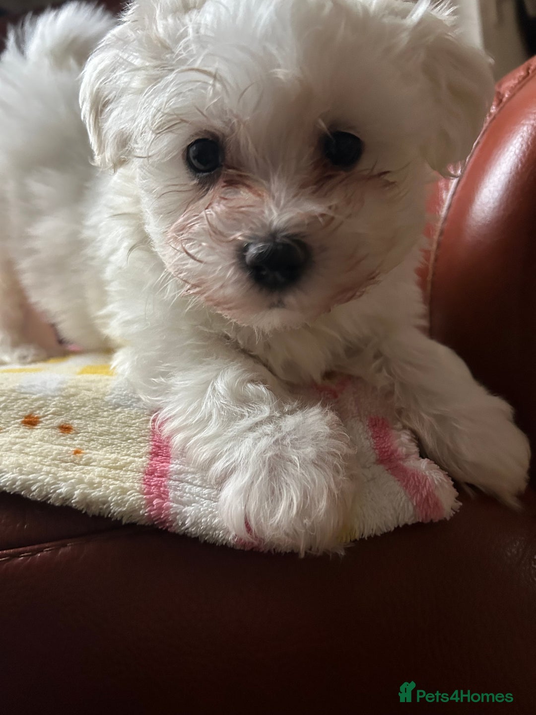 Maltese dogs for sale: Extra mini adorable pups in Bury - Image 14