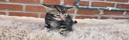 Bengal cats for sale: Beautiful Purebred Bengal Kittens - Advert 35