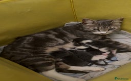 Domestic Shorthair cats for sale: 2 grey and white twin kittens  - Image 5