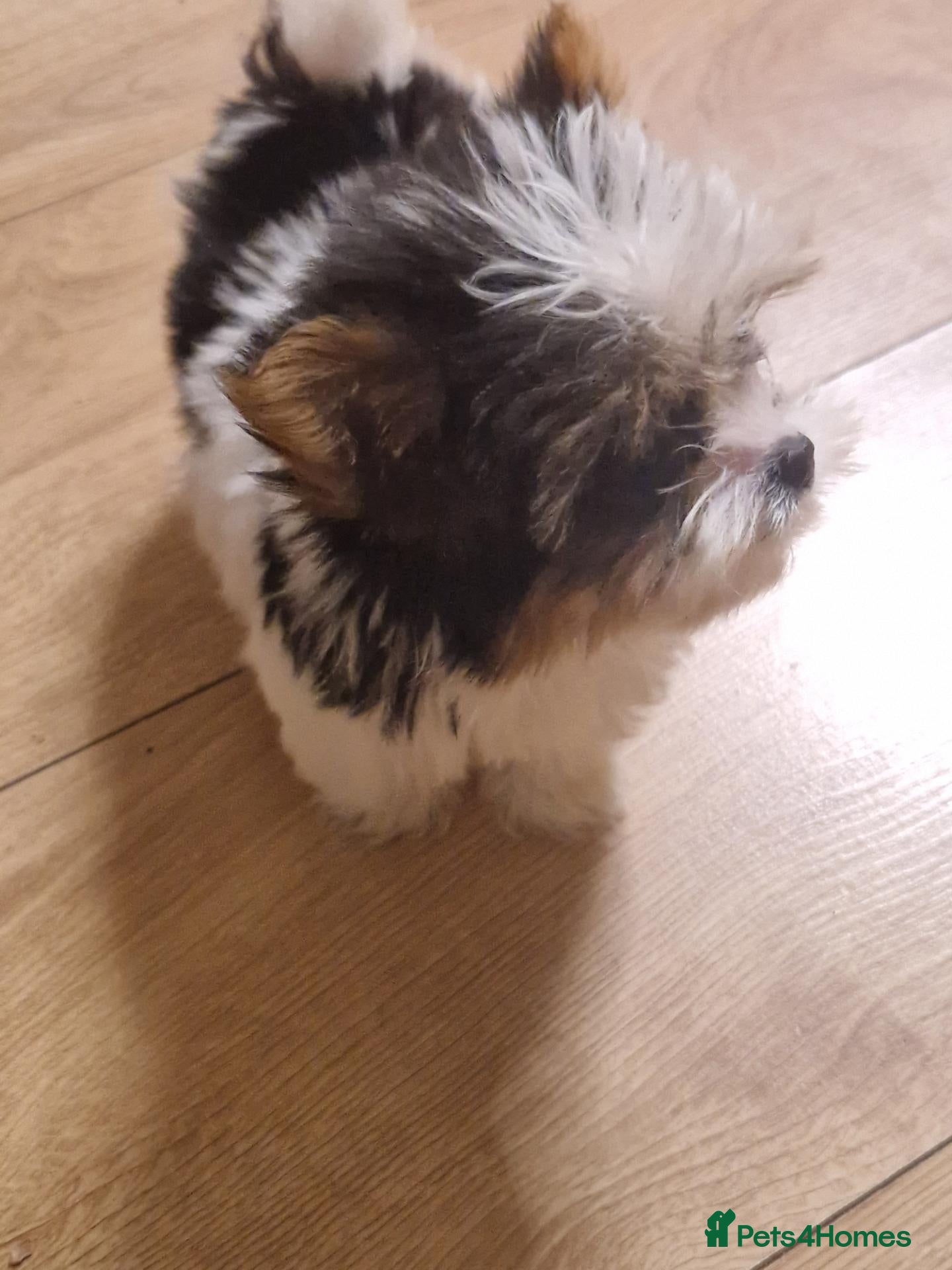 Biewer Terrier dogs Pure Miniature Biewer Terrier Puppies - Advert 1