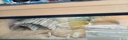 Bearded Dragon reptiles for sale:  Beaded Dragon in Brighton - Advert 1