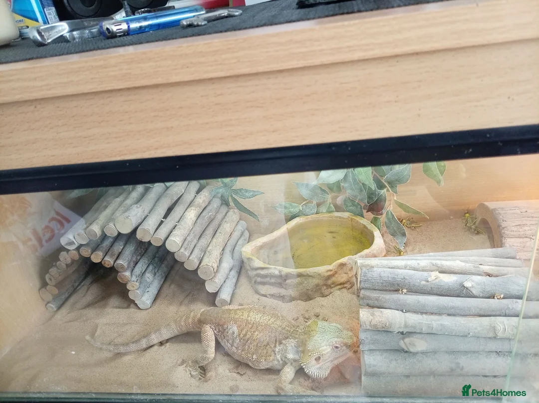 Bearded Dragon reptiles for sale:  Beaded Dragon in Brighton - Advert 1