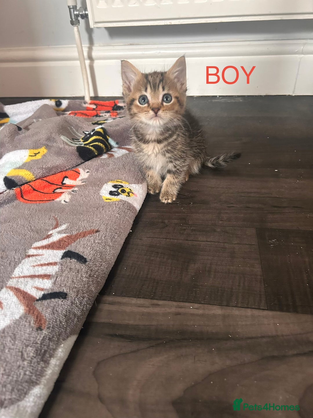 British Longhair cats for sale: Kittens for sale  - Advert 5