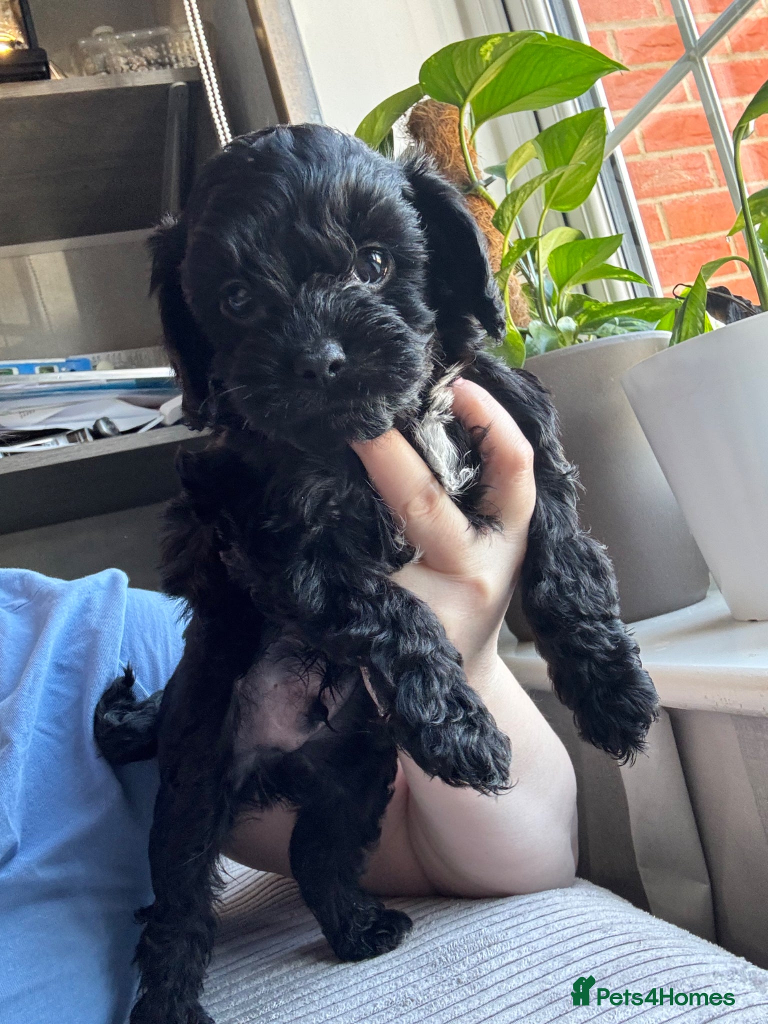 Cavapoo dogs Little teddy bears 🧸 🧸❤️❤️❤️ - Advert 12