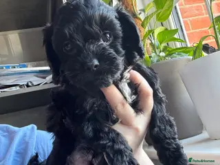 Cavapoo dogs Little teddy bears 🧸 🧸❤️❤️❤️ - Advert 12