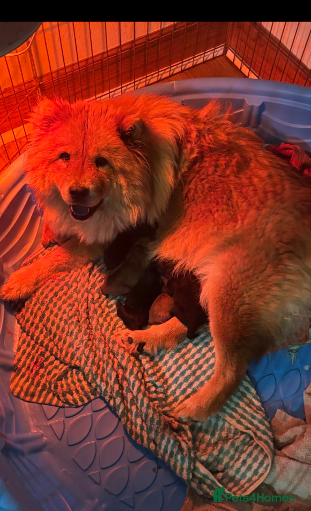 Chow Chow dogs for sale:  **  Litter of  Chow Chow Puppies - Advert 1