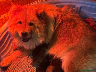 Chow Chow dogs ** Litter of Chow Chow Puppies - Advert 1