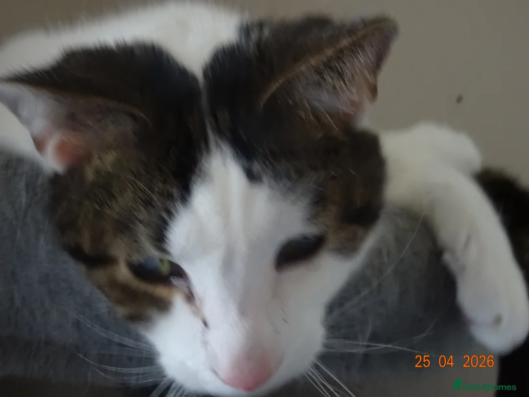 Mixed Breed cats for sale: Chappie(free) - Advert 2