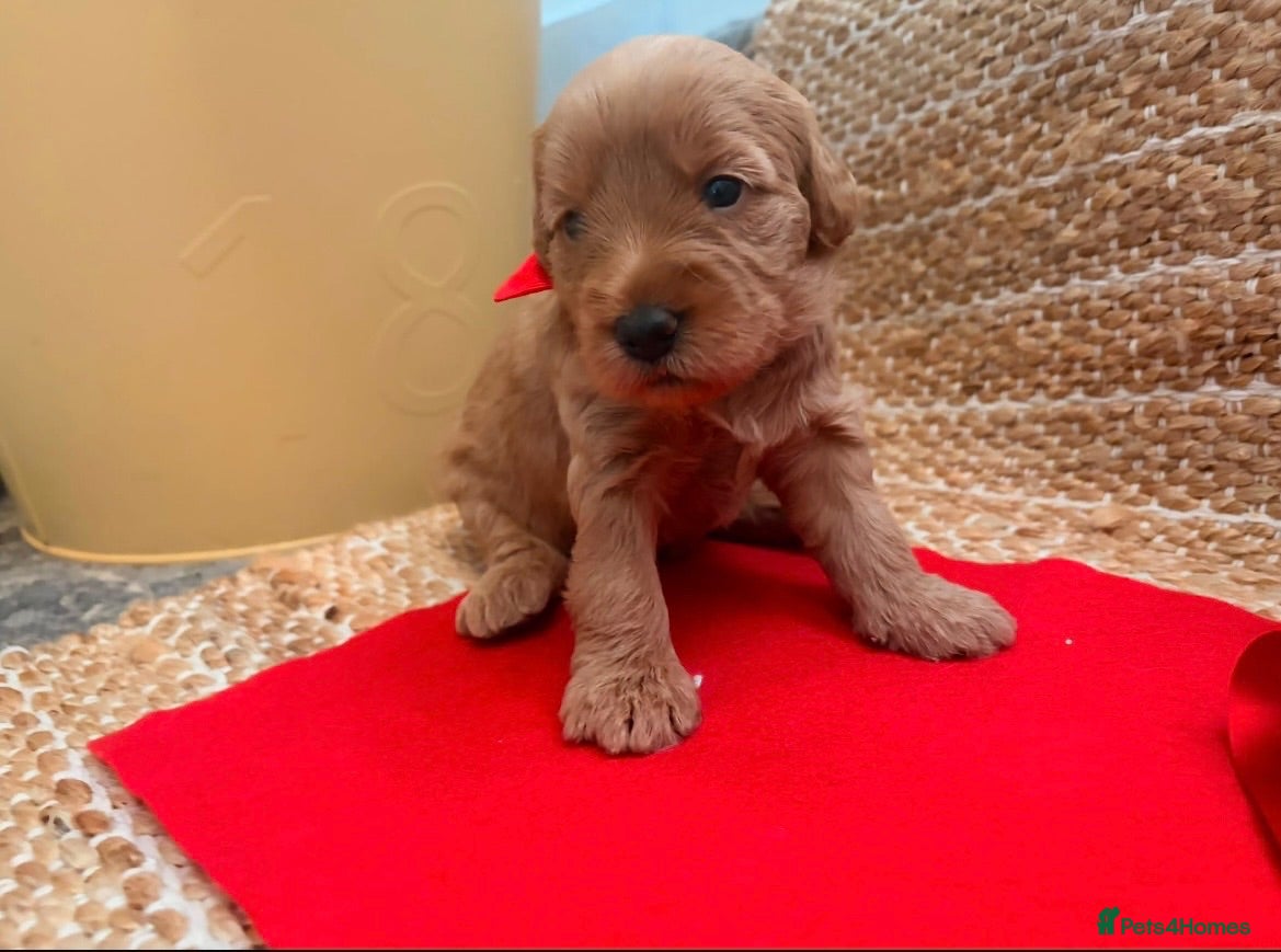 Labradoodle dogs Gorgeous 🌸🌸 F1BB Miniature Labradoodle Puppies - Advert 2