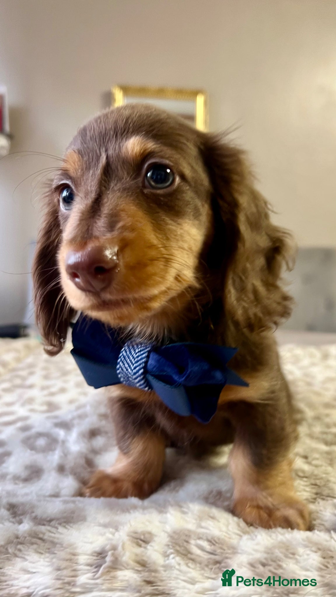 Miniature Dachshund dogs     ⭐ REDUCED ⭐ 2 Mini Longhair Boys • KC reg - Advert 16