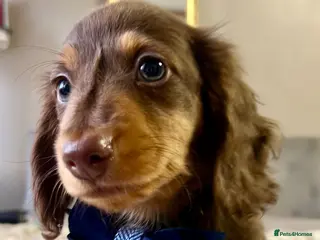 Miniature Dachshund dogs ⭐ REDUCED ⭐ 2 Mini Longhair Boys • KC reg - Advert 16