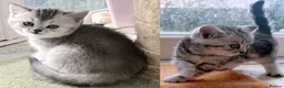 British Shorthair cats for sale: GCCF BSH silver tabby and silver chinchilla girls - Advert 1