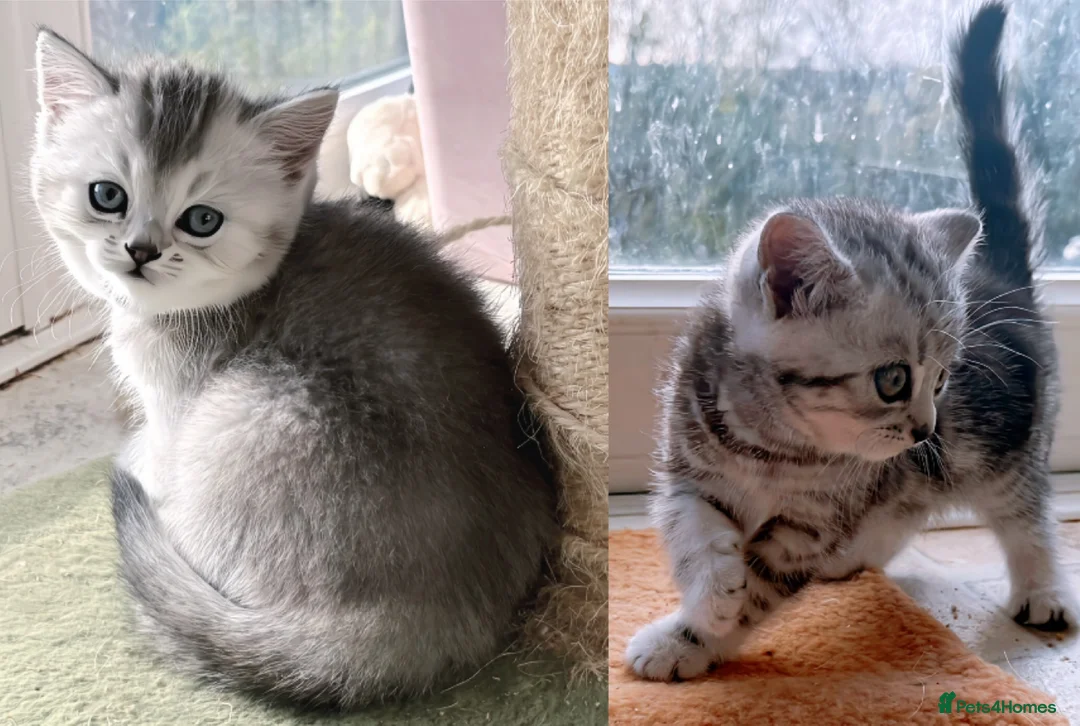 British Shorthair cats for sale: GCCF BSH silver tabby and silver chinchilla girls - Advert 1