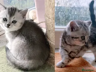 British Shorthair cats GCCF reg. BSH Last 2 silver girls Champion line - Advert 12