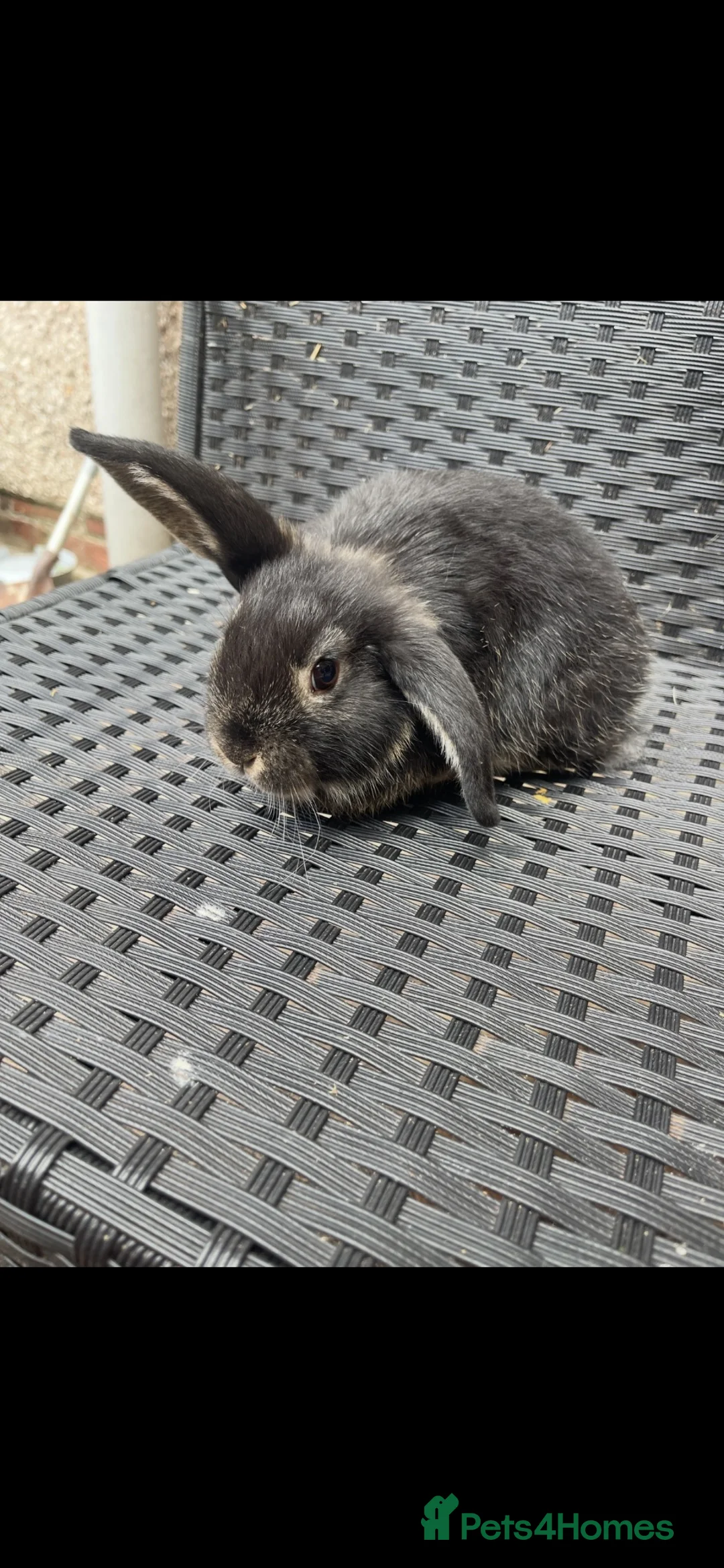 Mini Lion Lop rabbits for sale: Mini lion lop bunnies  - Advert 2