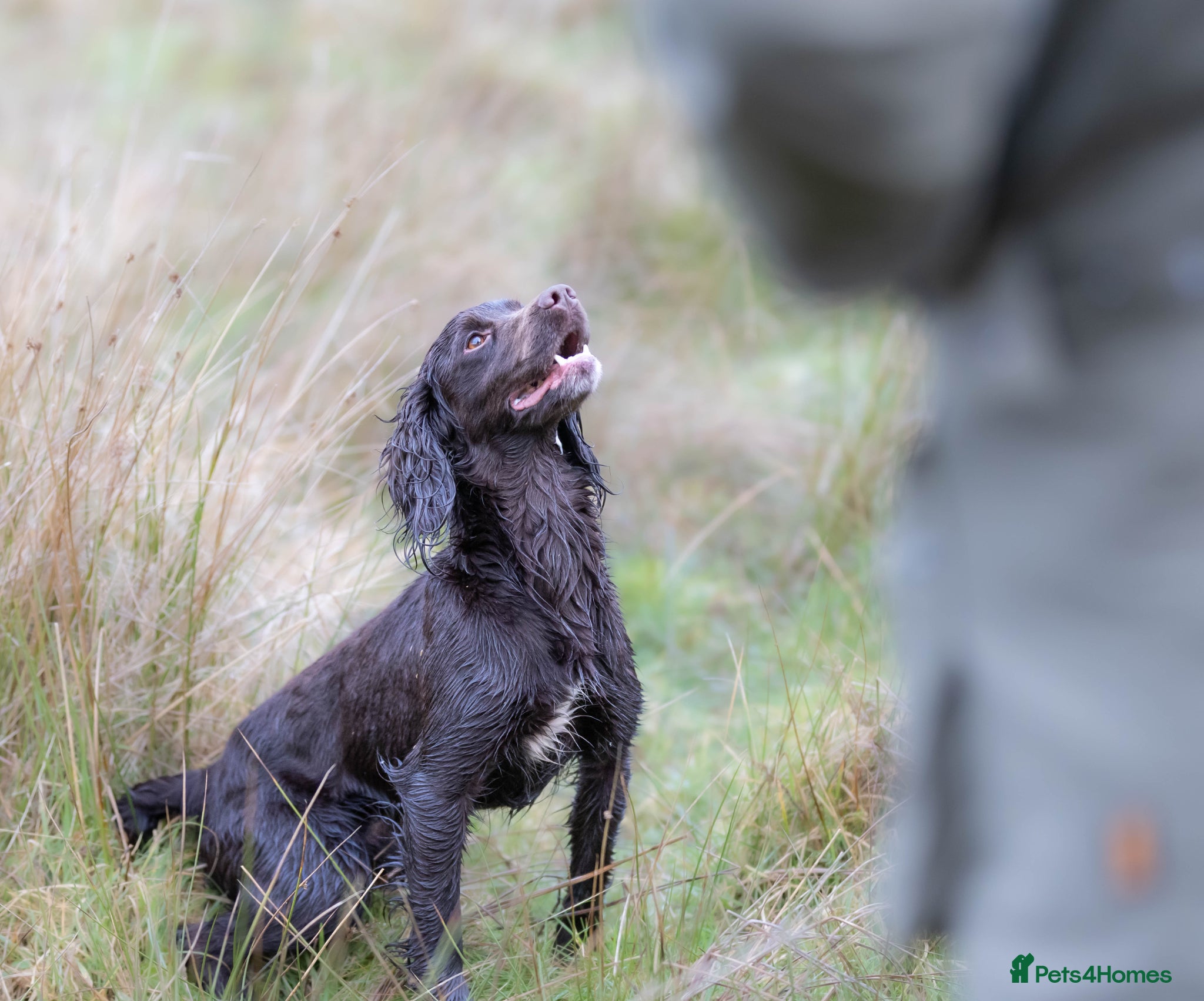 Cocker Spaniel dogs OFTW Breckmarsh Faron Cocker Spaniel Stud - Choc - Advert 2
