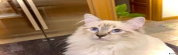 Ragdoll cats for sale: Beautiful GCCF seal lynx ragdoll kitten - Advert 1