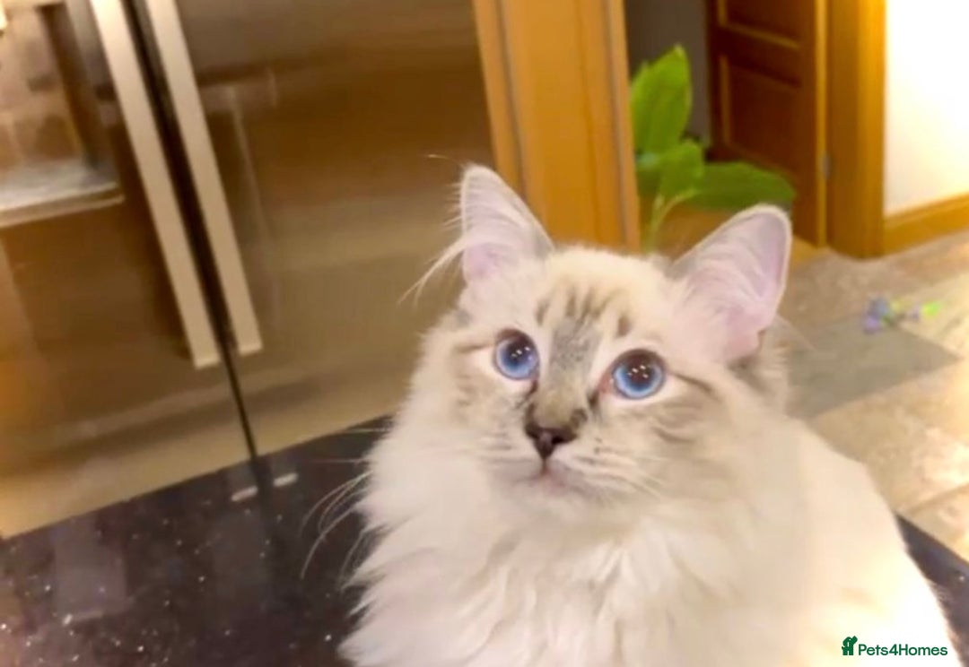 Ragdoll cats for sale: Beautiful GCCF seal lynx ragdoll kitten - Advert 1