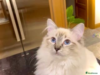 Ragdoll cats Beautiful GCCF seal lynx ragdoll kitten(reserved) - Advert 2