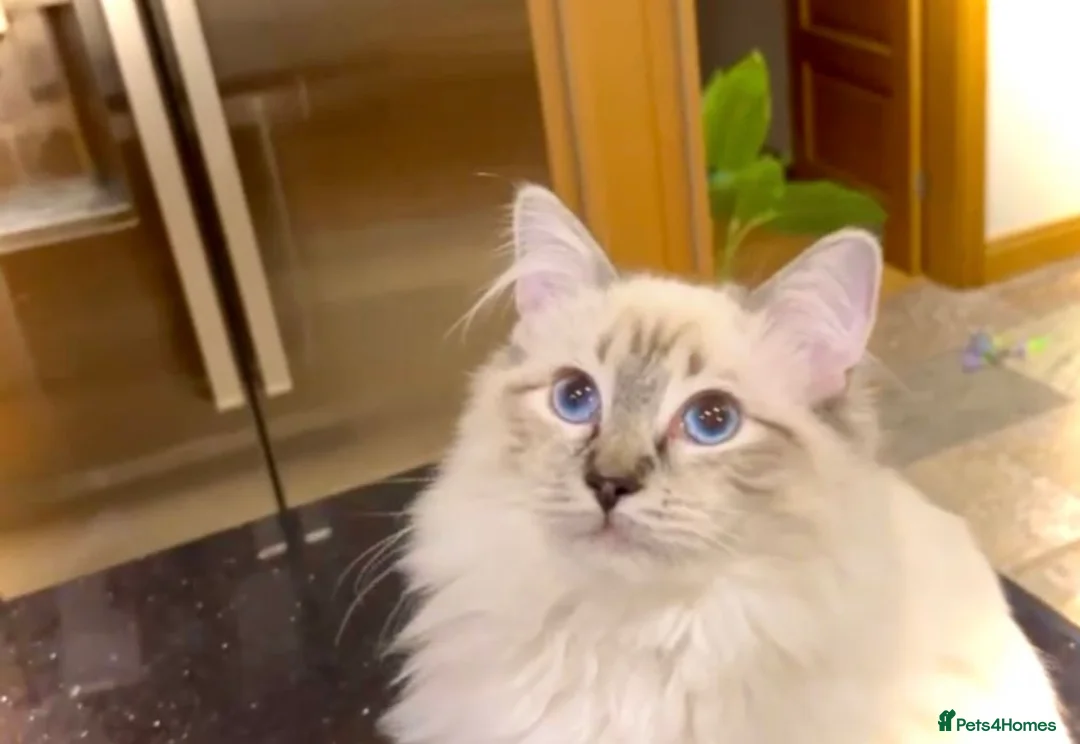 Ragdoll cats for sale: Beautiful GCCF seal lynx ragdoll kitten SOLD - Advert 1