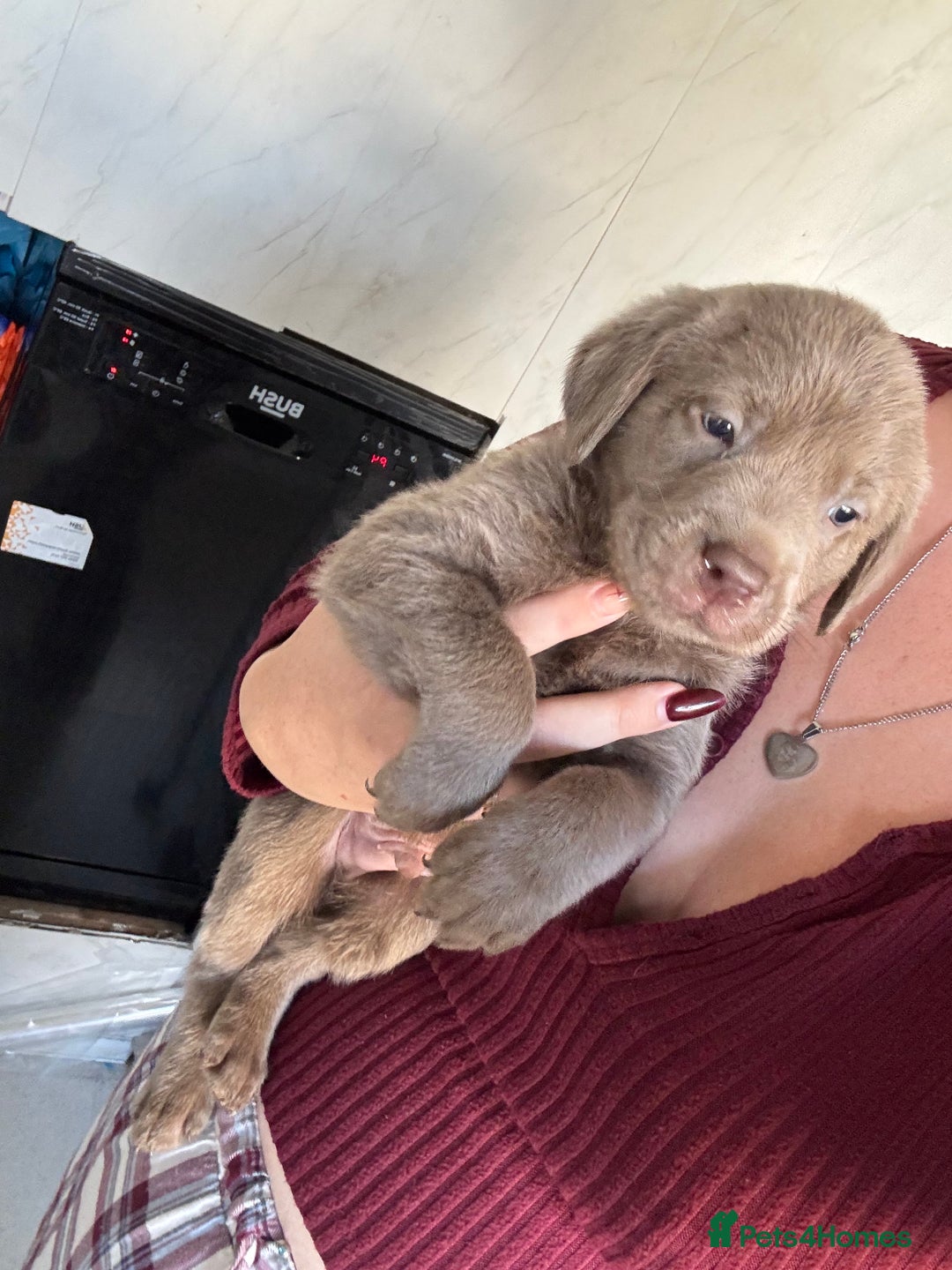 Labrador Retriever dogs for sale: Stunning silver Labradors  - Image 19