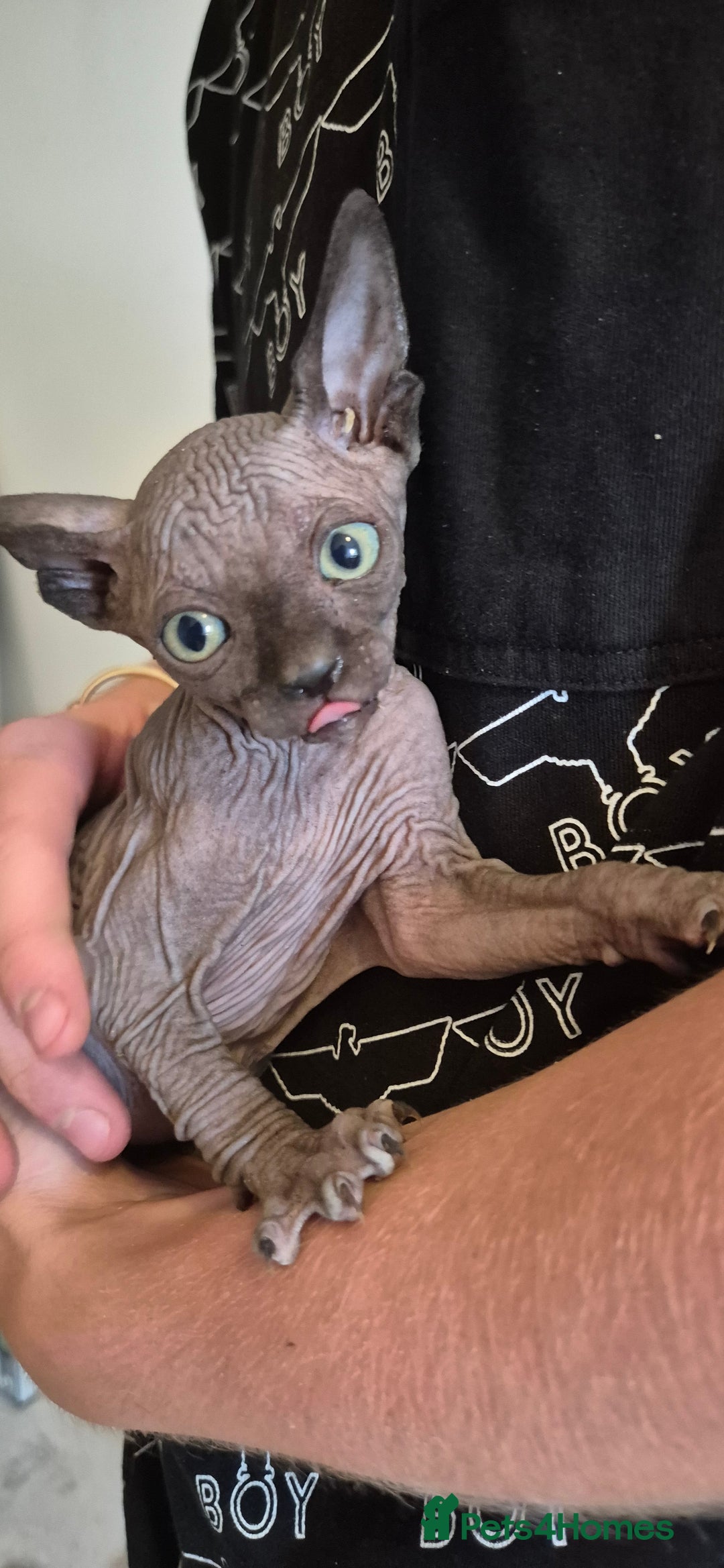 Sphynx cats for sale: Silver elf and black little babies - Image 17