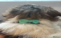 Shih Tzu dogs for sale: 4 Shih tzu girls  - Image 19