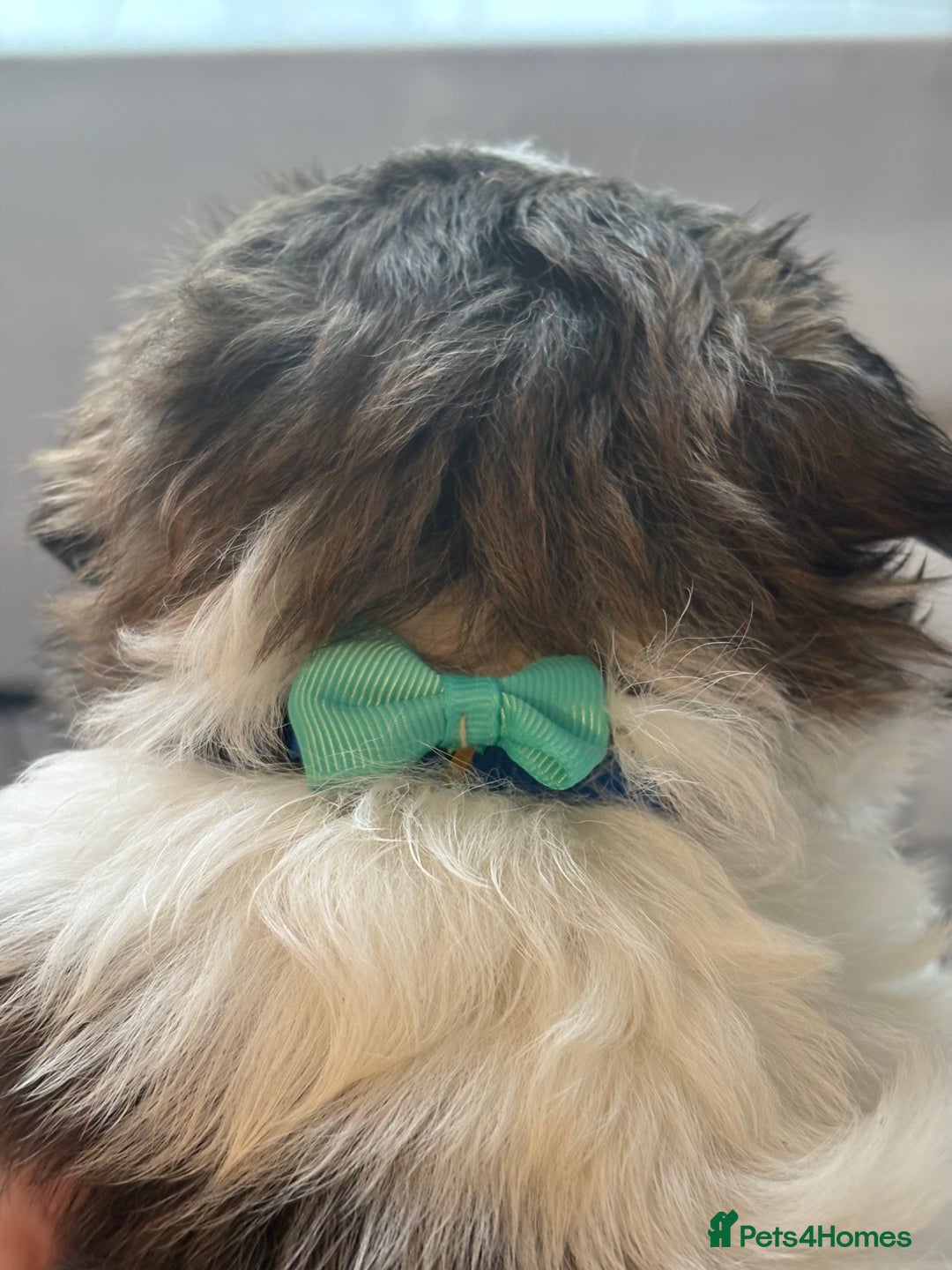 Shih Tzu dogs for sale: 4 Shih tzu girls  - Image 19