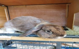 Mini Lop rabbits for sale: Mini lop rabbits  - Image 25