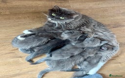 Mixed Breed cats for sale: Stunning Maine coon cross ragdoll kittens - Image 7