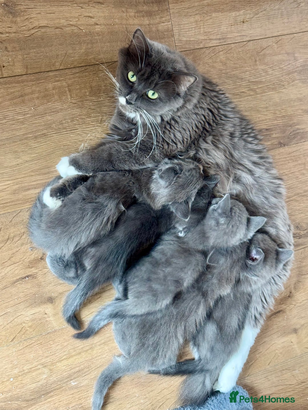 Mixed Breed cats for sale: Stunning Maine coon cross ragdoll kittens - Image 7