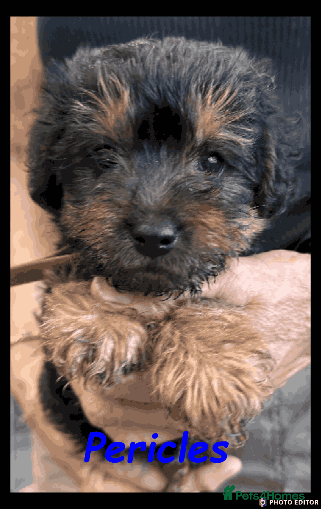 Mixed Breed dogs for sale: Beautiful Borderpoo Puppies – Ready 24th August - Image 9