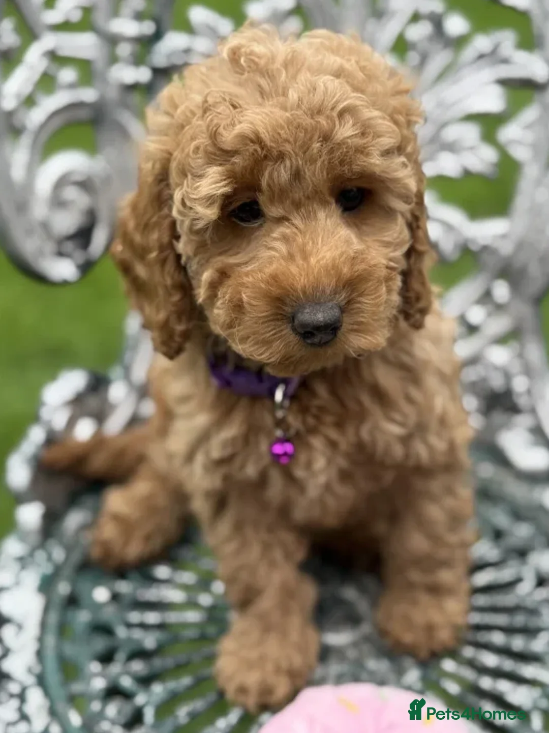 Cockapoo dogs for sale: Smart, Sweet & Snuggly-Fluffy Cockapoo Cuties - Advert 5