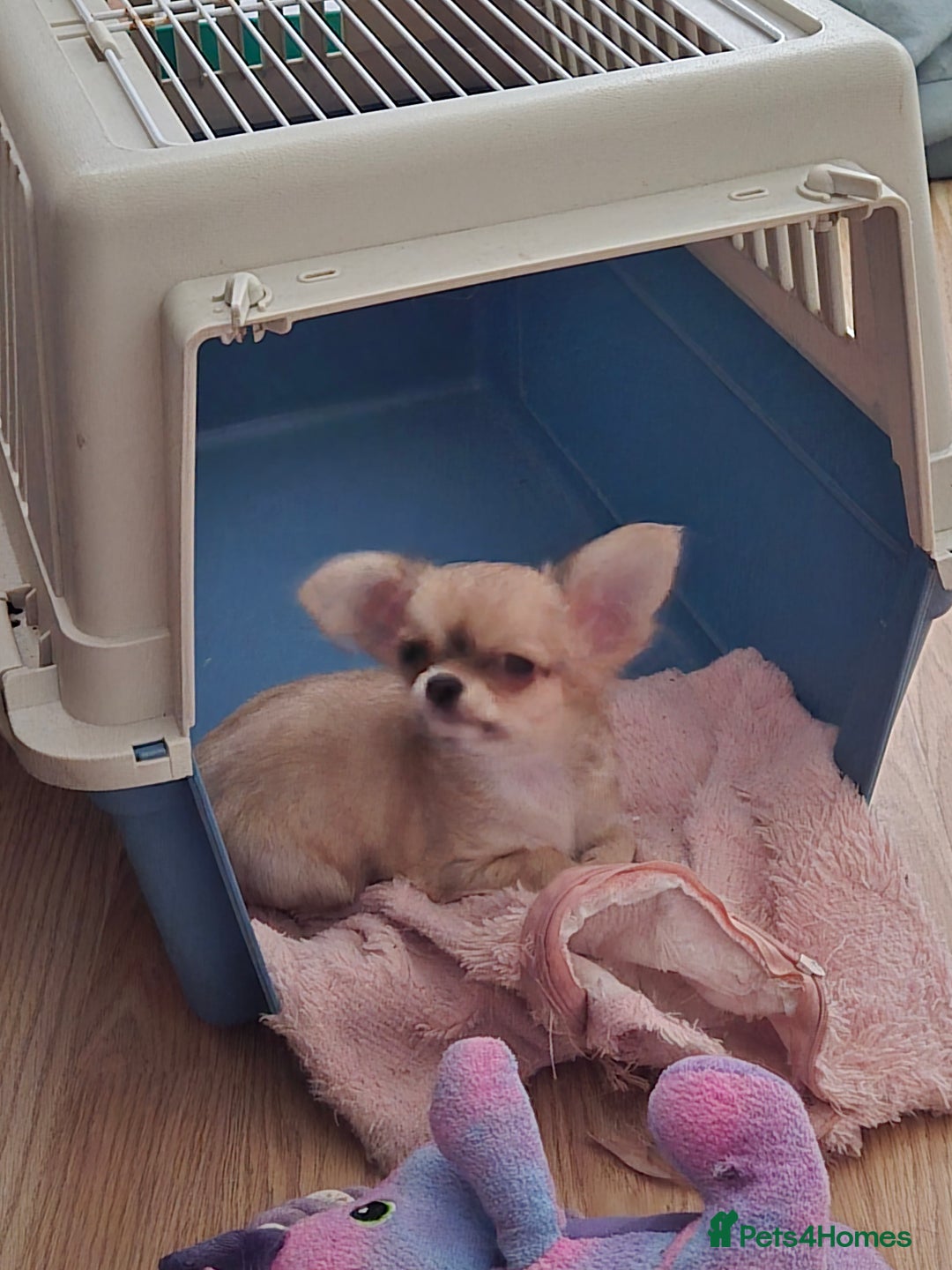 Chihuahua dogs for sale: Long haired chihuahua  - Image 14