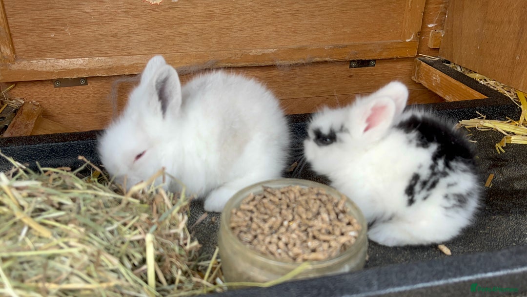 Lionhead rabbits for sale: Lionhead bunny - Image 1