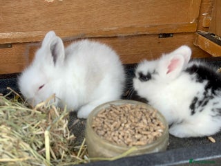 Lionhead rabbits for sale - Advert 1